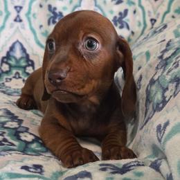 Cooper - Red male Dachshund puppy in Cowen, West Virginia from Bennett Babies