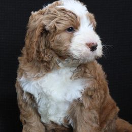 Rocky - Red male Bernedoodle puppy in Westminster, South Carolina from Goldendoodlepuppiessc