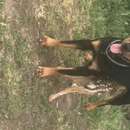 Rottweiler All Grown Up from Cascade Rottweilers of the Pacific Northwest