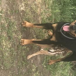 Rottweiler All Grown Up from Cascade Rottweilers of the Pacific Northwest