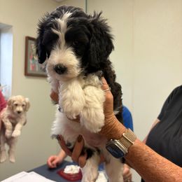 Loretta Lynn - Black and white female Sheepadoodle puppy in Franklin, Texas from Cross Doodles