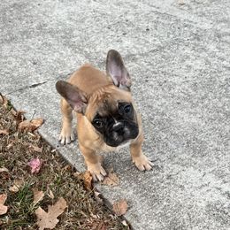 Boy 3 - Fawn and white French Bulldog puppy in Greensboro, North Carolina from Ideal Frenchies LLC