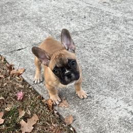 Boy 3 - Fawn and white French Bulldog puppy in Greensboro, North Carolina from Ideal Frenchies LLC