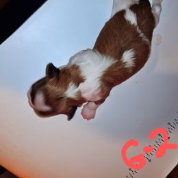 Girl 2 - Tricolor female Shih Tzu puppy in Bethlehem, Pennsylvania from Cinnamon's Shih Tzus