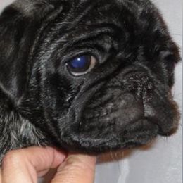 Pugs from Patty's Pugs