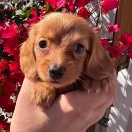 Bella - AKC - Red female Dachshund puppy in Englewood, Florida from Dach of Doxies