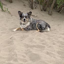 Aussiedoodles, Miniature Australian Shepherds, and Pembroke Welsh Corgis from The Hoppers Back 40