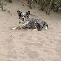 Aussiedoodles, Miniature Australian Shepherds, and Pembroke Welsh Corgis from The Hoppers Back 40