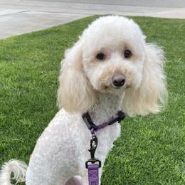 Delilah - Poodle