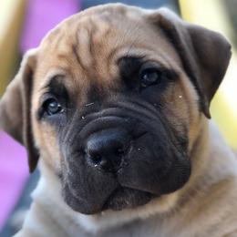 Payson- Yellow - Fawn Boerboel puppy in Pearce, Arizona from Desert Stronghold Boerboels