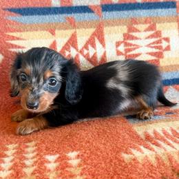 Patches READY THIS FRIDAY - Dapple male Dachshund puppy in Okeechobee, Florida from HotShot Kennels