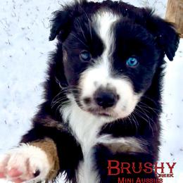BRUSHY CREEKS JOURNEY - Black tri-color female Australian Shepherd puppy in Red Oak, Texas from Brushy Creek Aussies & Mini Aussies