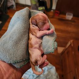 Thumper - Blenheim male Cavalier King Charles Spaniel puppy in Waterloo, Iowa from Muddy Paws Cavaliers