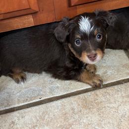 River - Red tri male Toy Australian Shepherd puppy in Albia, Iowa from J Bar M Toy and Mini Aussies