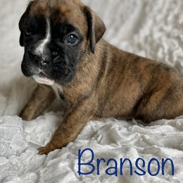 Boxer Puppies from Stuart Island Boxers