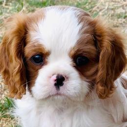 Boy 3 - Blenheim male Cavalier King Charles Spaniel puppy in El Paso, Texas from King Royal Cavaliers