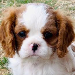 Boy 3 - Blenheim male Cavalier King Charles Spaniel puppy in El Paso, Texas from King Royal Cavaliers
