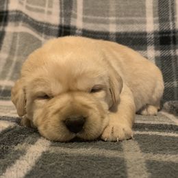 Labrador Retriever Puppies from Whiskey Mountain Labradors