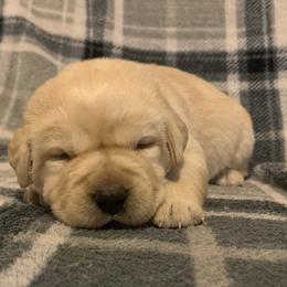 Labrador Retriever Puppies from Whiskey Mountain Labradors