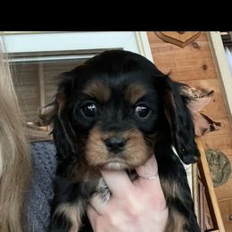 Cavalier King Charles Spaniel All Grown Up from Narrows Creek Cavaliers