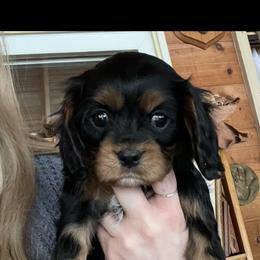 Cavalier King Charles Spaniel All Grown Up from Narrows Creek Cavaliers