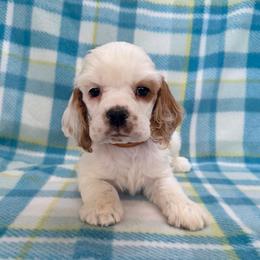 Maple - Red and white male Cocker Spaniel puppy in Delphi, Indiana from Benchmark Cockers