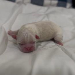 Pearlescent Oyster - White male Shih Tzu puppy in Cedar Hill, Texas from Puppy Paper House