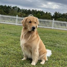 Raleigh - Golden Retriever