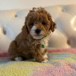 Piggie - Brown and white female Bernedoodle puppy in Gainesville, Florida from Alyssa Xxweetdoodles