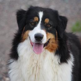 Suzy Q - Australian Shepherd