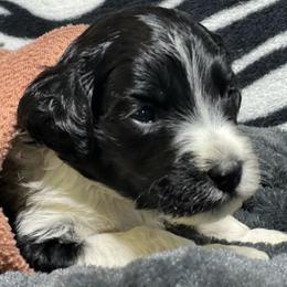 Australian Labradoodle Puppies from NoodleDoodles LLC