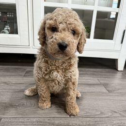 Grey - Apricot male Goldendoodle puppy in Bakersfield, California from Lavish Doodles