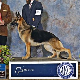 Faith - German Shepherd