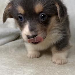 Martha - Gray and white female American Corgi puppy in Grants Pass, Oregon from KnR Antler Dogs