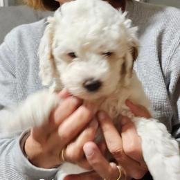 Red collar Loula - Cream female Goldendoodle puppy in Fairmount, Indiana from Capens' Doodles,Poodles and Poo's