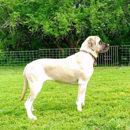 Lily - Mastiff