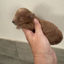 Fendi - Apricot female Poodle puppy in Queen Creek, Arizona from Prestigious Toy Poodles