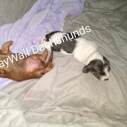 Dachshund Puppies from Gray Wall Dachshunds