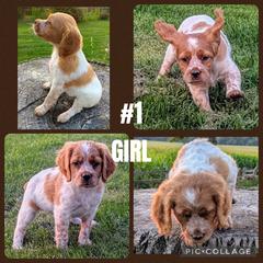 Girl 1 - Orange and white female French Brittany puppy in Reedsburg, Wisconsin from Winterdream Kennel