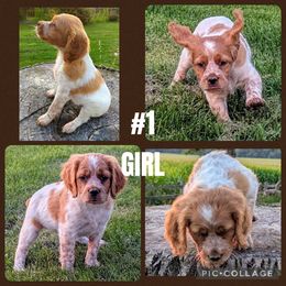 Girl 1 - Orange and white female French Brittany puppy in Reedsburg, Wisconsin from Winterdream Kennel