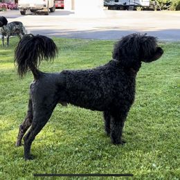 Reef - Portuguese Water Dog