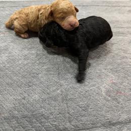 Ellis - Black male Poodle puppy in Florence County, South Carolina from Modern Family Standards