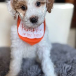 Early - Parti female Goldendoodle puppy in Pine Grove, California from Lundee Doodles
