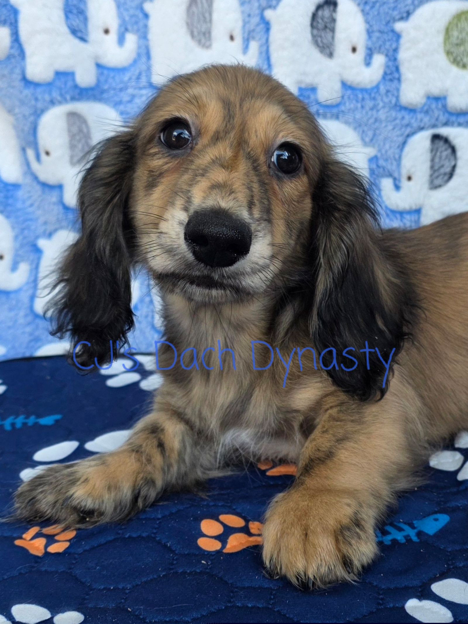 SEVEN 2200 - Cream male Dachshund puppy in Gatesville, Texas from CJ's Dach Dynasty