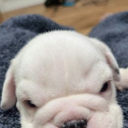 Bulldog Puppies from Pitts Kennel