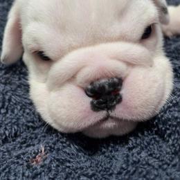 Bulldog Puppies from Pitts Kennel