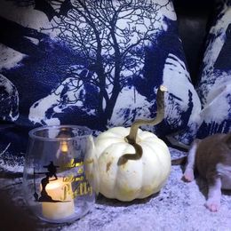 Siberian Husky Puppies from Blue Moon Siberian Husky Haven