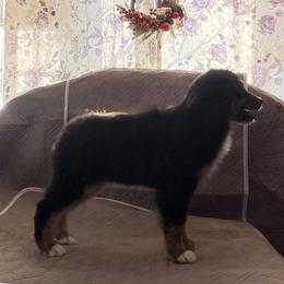 BlackJack - Black tri male Miniature American Shepherd puppy in Garysburg, North Carolina from Schaefer's Miniature American Shepherds
