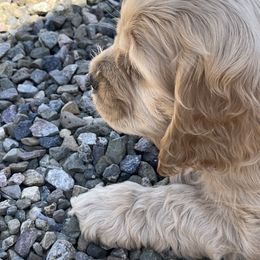 Cocker Spaniel Puppies from Sweet Cockers