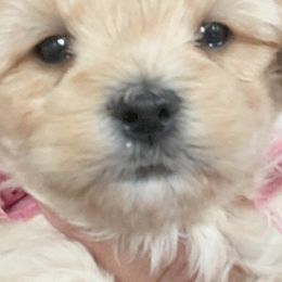 Maltese, Maltipoos, and Poodles from Maltipoo Tiny Pups